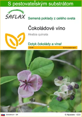 Obrázok produktu pre SAFLAX - čokoládové víno - Akebia quinata - 10 Semená - S pestovateľským substrátom bez klíčkov