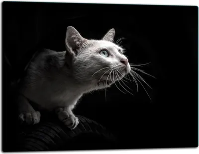 Produktbild von Glasschneidebrett Herdabdeckplatte Glaskeramikkochfeld Universal 52x40 cm Katze Schwarz