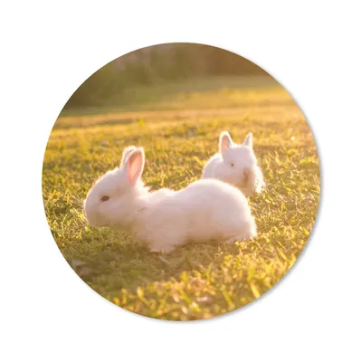 Produktbild von MuchoWow® Mauspad Mousepad Kaninchen - Baby - Weiß 50x50 cm - Mousepads - Maus Mat - Pad - Mausunterlage - Vinyl