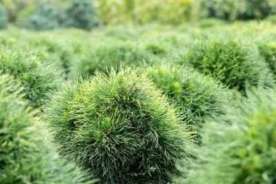 Produktbild von Pinus strobus 'Minima', Weymouth-Kiefer, kompakt, 25–30 cm