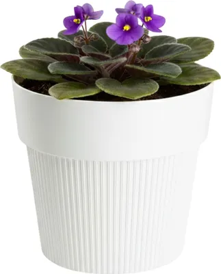 Immagine prodotto di HowHomely | Fioriera - Vaso da fiori - 12x14 cm - color crema - struttura scanalata - realizzato in materiale riciclato - vaso per piante