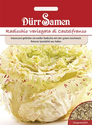 Produktbild von Dürr-Samen - Radicchio Variegata di Castelfranco - Saatgut - 4132