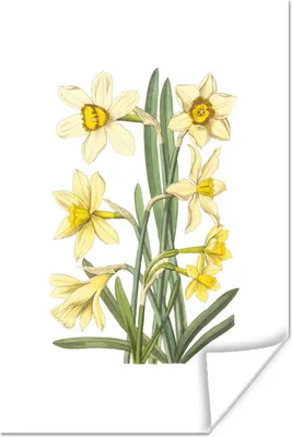 Produktbild von MuchoWow® Poster Blumen - Frühling - Gelb 60x90 cm - Wanddekoration