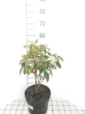 Produktbild von Kalmia latifolia - Berglorbeer 25- 30 cm - Container