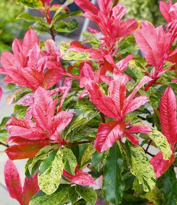 Produktbild von BALDUR-Garten Photinia "Pink Crispy®",1 Pflanze
