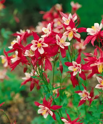 Produktbild von Aquilegia caerulea 'Red Hobbit', Akelei, rot, ca. 9x9 cm Topf