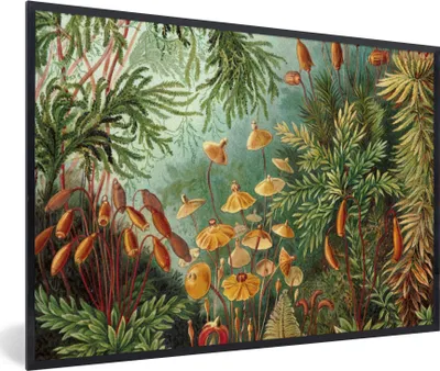 Produktbild von MuchoWow® Gerahmtes Poster Alte Meister - Kunst - Muscinae - Haeckel 90x60 cm - Poster mit Schwarzem Bilderrahmen Wandposter Rahmen Foto Bilder - Fotorahmen - Foto-Plakat