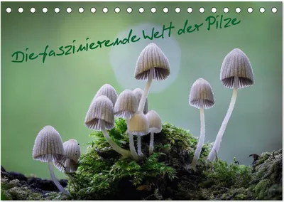 Produktbild von Die faszinierende Welt der Pilze (Tischkalender 2025 DIN A5 quer), CALVENDO Monatskalender