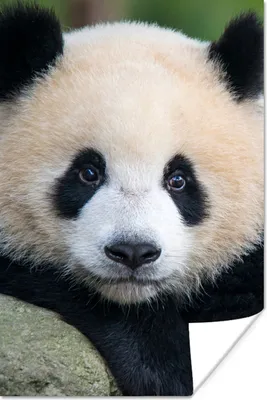 Produktbild von MuchoWow® Poster Panda - Wildtiere - Porträt - Stein 120x180 cm - Kunstposter