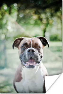 Produktbild von MuchoWow® Poster Ein Boxer mit schönen Sonnenstrahlen 120x180 cm - Kunstposter