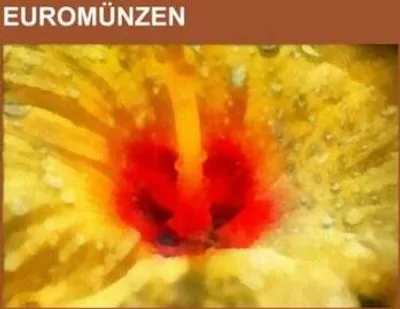 Produktbild von Euromünzen