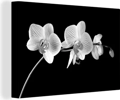 Zdjęcie produktu dla OneMillionCanvasses® - Obraz na płótnie - Obraz na płótnie - Obraz na płótnie - Obraz na płótnie - Orchidea - Kwiaty - czarny - różowy - guziki - 150x100cm -