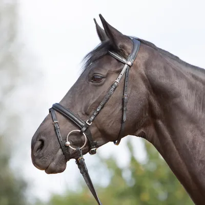Immagine prodotto di Briglia snaffle Kieffer Ultrasoft - nera - purosangue