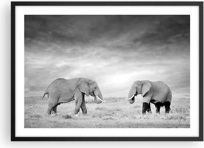 Produktbild von Gerahmtes Poster - Schwarzer Rahmen - Elefanten Schwarzweiß Safari - 70x50 cm - Wand Bild - Wanddeko - Wandbilder - Wandposter - Bilderrahmen - Bilder - Kunstdruck - Wandbild - P2BAA70x50-4186