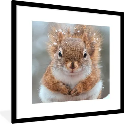 Produktbild von MuchoWow® Gerahmtes Poster Eichhörnchen - Nagetier - Schneeflocke - Winter 40x40 cm - Poster mit Schwarzem Bilderrahmen Wandposter Rahmen Foto Bilder - Poster - Plakat im Rahmen