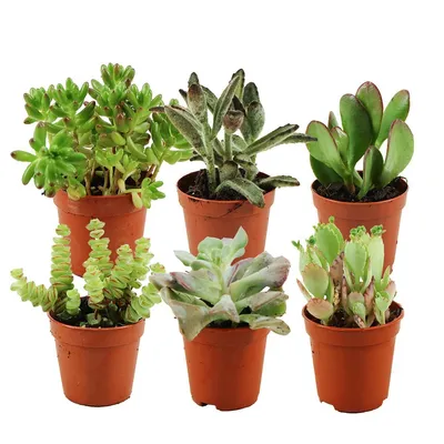 Produktbild von Zynesflora Mini Sukkulenten Mix im Ø 5.5 cm Pflanzentopf - 6 Stück - Succulenten Fettpflanzen Zimmerpflanze Kakteen Kaktus - Höhe: 5-10 cm
