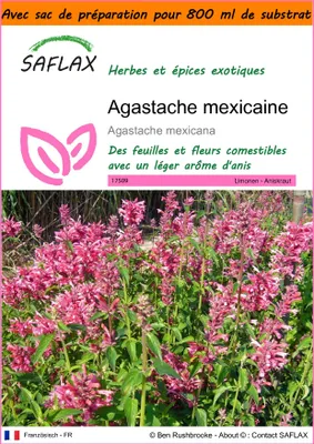 Image de SAFLAX Garden in the bag - Agastache mexicaine - 50 graines - Agastache