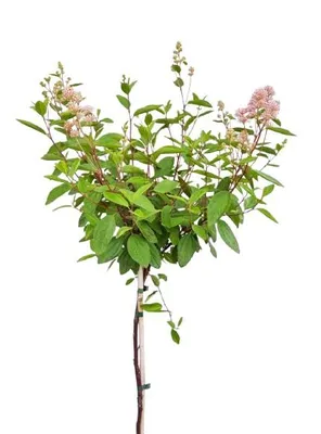 Immagine prodotto di Ceanothus 'Marie Simon', detto anche "Säckelblume", pianta ad alto fusto, altezza 80-100 cm