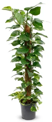 Produktbild von Epipremnum Aureum am Moosstab, Efeutute, 110-120 cm, Topf 24 cm, KI-generiertes Bild