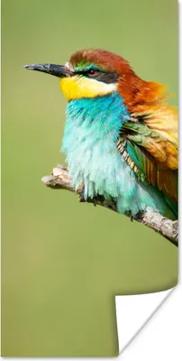 Produktbild von MuchoWow® Poster Vogel - Tiere - Bienenfresser 75x150 cm - Dekoration für die Wände