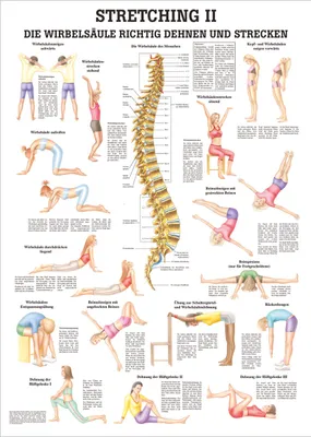 Produktbild von Stretching II Mini-Poster Anatomie 34x24 cm medizinische Lehrmittel