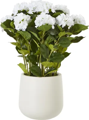 Produktbild von Hill Interiors - Künstliche Topfpflanze HI4818 (79 cm x 63 cm x 63 cm) (Weiß/Grün)