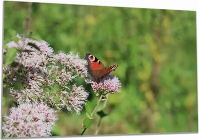 Produktbild von Wallario Herdabdeckplatte aus Glas, Größe 80 x 52 cm 1-teilig, Motiv Schmetterling auf Blüte
