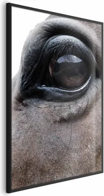 Produktbild von Posterpapier Poster - Honest Eyes 21x30 cm Tiere g-A-0201-ao-a