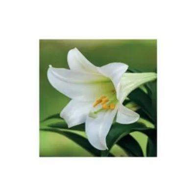Produktbild von ZettlerBildrückwände für Typ 301/302 Blumenmotive sortiert