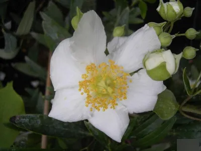 Produktbild von Carpenteria californica - Baum-Anemone - Busch-Anemone 40-60cm