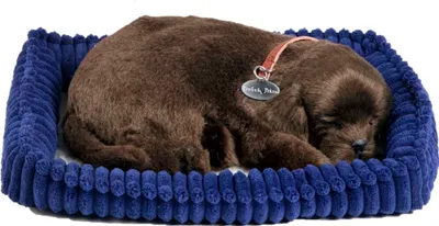 Zdjęcie produktu dla Perfect Petzzz Chocolate Labrador 96231