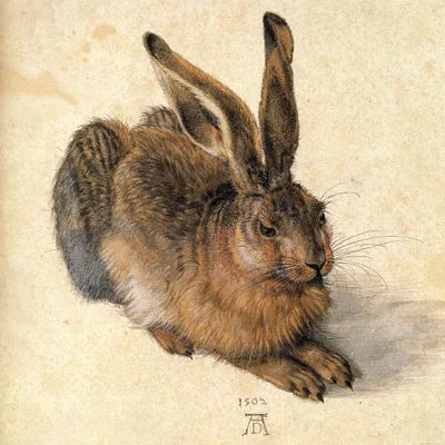 Produktbild von Albrecht Dürer Kunstdruck Bild - Junger Feldhase, 1502 (100 x 100 cm)