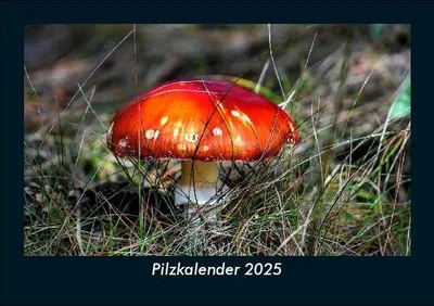 Produktbild von Pilzkalender 2025 Fotokalender DIN A5