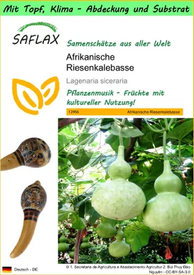 Produktbild von SAFLAX Garden to go - Afrikanische Riesenkalebasse - Lagenaria siceraria - 15 Samen - Mit Topf, Klima - Deckel und Anzuchtsubstrat