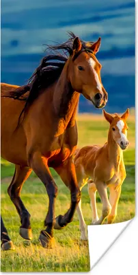 Produktbild von MuchoWow® Poster Pferde - Gras - Tiere - Landschaft - Natur 60x120 cm - Wandschmuck