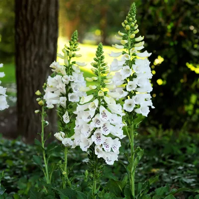 Zdjęcie produktu dla Bloomique - Zestaw 6 sztuk - Digitalis Purp. Dalmatian White - Naparstnica - Obficie kwitnąca - Odporna na zimę - Bylina - 10-20 cm wysokości - Doniczka 9 cm