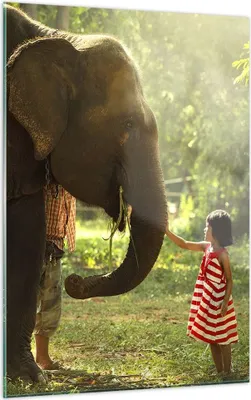 Produktbild von Bilder auf glas - Einteilig - Elefant Tier - 50x70cm - Glasbilder - Wandbilder - Bilder - Kunstdruck - zum Aufhängen bereit - Wanddekoration aus Glas - Glas Bilder - Wandbild auf Glas - GPA50x70-3884
