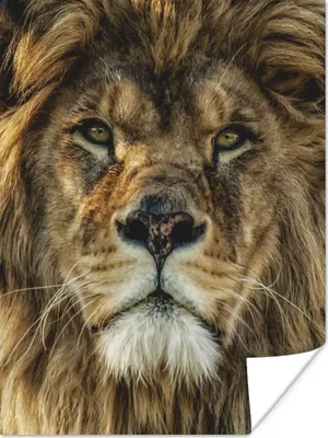 Produktbild von MuchoWow® Poster Porträt - Löwe - Tiere 90x120 cm - Wohnzimmer