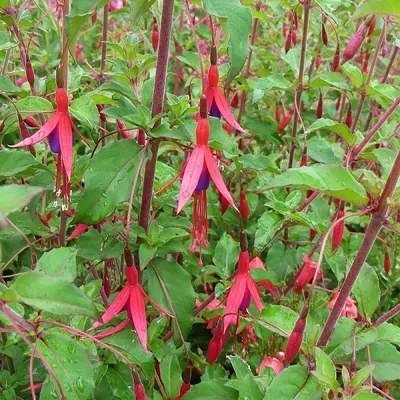 Produktbild von 6 x Fuchsie Riccartonii - Fuchsia 'Riccartonii'  | Topf 9cm x 9cm