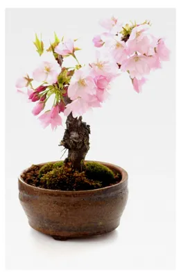 Produktbild von Japanische Blüten- und Zierkirsche (Prunus serulata) Bonsai 25 Samen