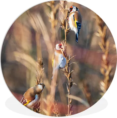 Produktbild von MuchoWow® Rundes Wandbild - Runde Bilder Vögel - Äste - Wald Ø 60 cm Kreis Wanddekoration Kunststoff - Wandkreis - Wandschmuck - Wand Kreis - Das Schlafzimmer - Die Bilder - Wandmalerei - Kunst für das Haus - das Plastik