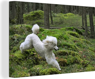 Produktbild von OneMillionCanvasses® - Leinwandbilder - 150x100 cm, Laufender weißer Pudel, Wandbilder Kunstdruck Wanddekoration