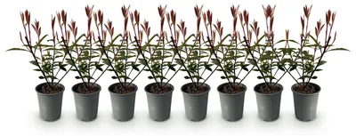 Image de Green boutiQ - Plantes de haie - Photinia fraseri Carre Rouge - feuillage rouge-vert - 8 plants - 1 mètre linéaire - à feuillage persistant - pot de 9 cm, hauteur 30-35 cm