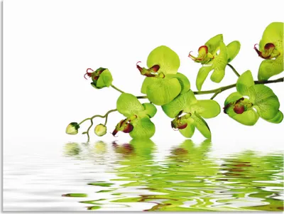 Produktbild von ARTland Wandbild Alu für Innen & Outdoor Schöne Orchidee mit grünem Hintergrund Größe: 60x45 cm