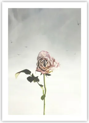 Produktbild von Poster - Poster ohne Rahmen - Rose Vögel Himmel - 50x70 cm - Wand Bild - Wanddeko - Wandbilder - Kunstposter - Wandposter - Bilder - Kunstdruck - Wanddekoration - Wandbild - P2XPA50x70-4509
