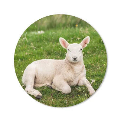 Produktbild von MuchoWow® Mauspad Mousepad Schafe - Tiere - Lamm 20x20 cm - Mousepads - Maus Mat - Pad - Mausunterlage - Schreibtischmatte