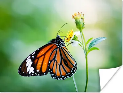 Produktbild von MuchoWow® Poster Schmetterling - Blumen - Insekten 160x120 cm - Foto Plakat