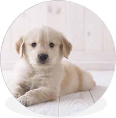 Produktbild von MuchoWow® Rundes Wandbild - Runde Bilder Weißer Golden Retriever Welpe Ø 60 cm Kreis Wanddekoration Kunststoff - Wandkreis - Wandschmuck - Wand Kreis - Das Schlafzimmer - Die Bilder - Wandmalerei - Kunst für das Haus - das Plastik