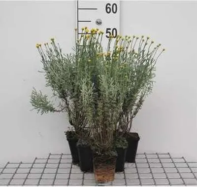 Produktbild von 6 x  Santolina chamaecyparissus - Heiligenkraut - Topf 9 x 9 cm