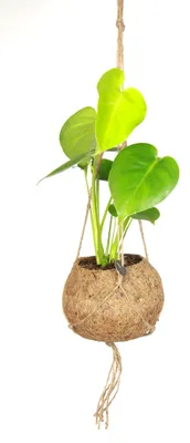 Obrázok produktu pre Kokodama Monstera deliciosa (L)